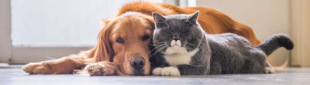 Pet