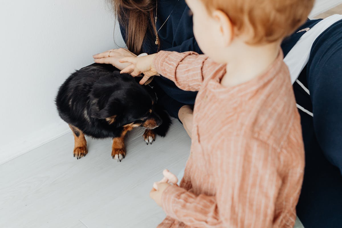 Dog with urinary incontinence: learn how to help your pet