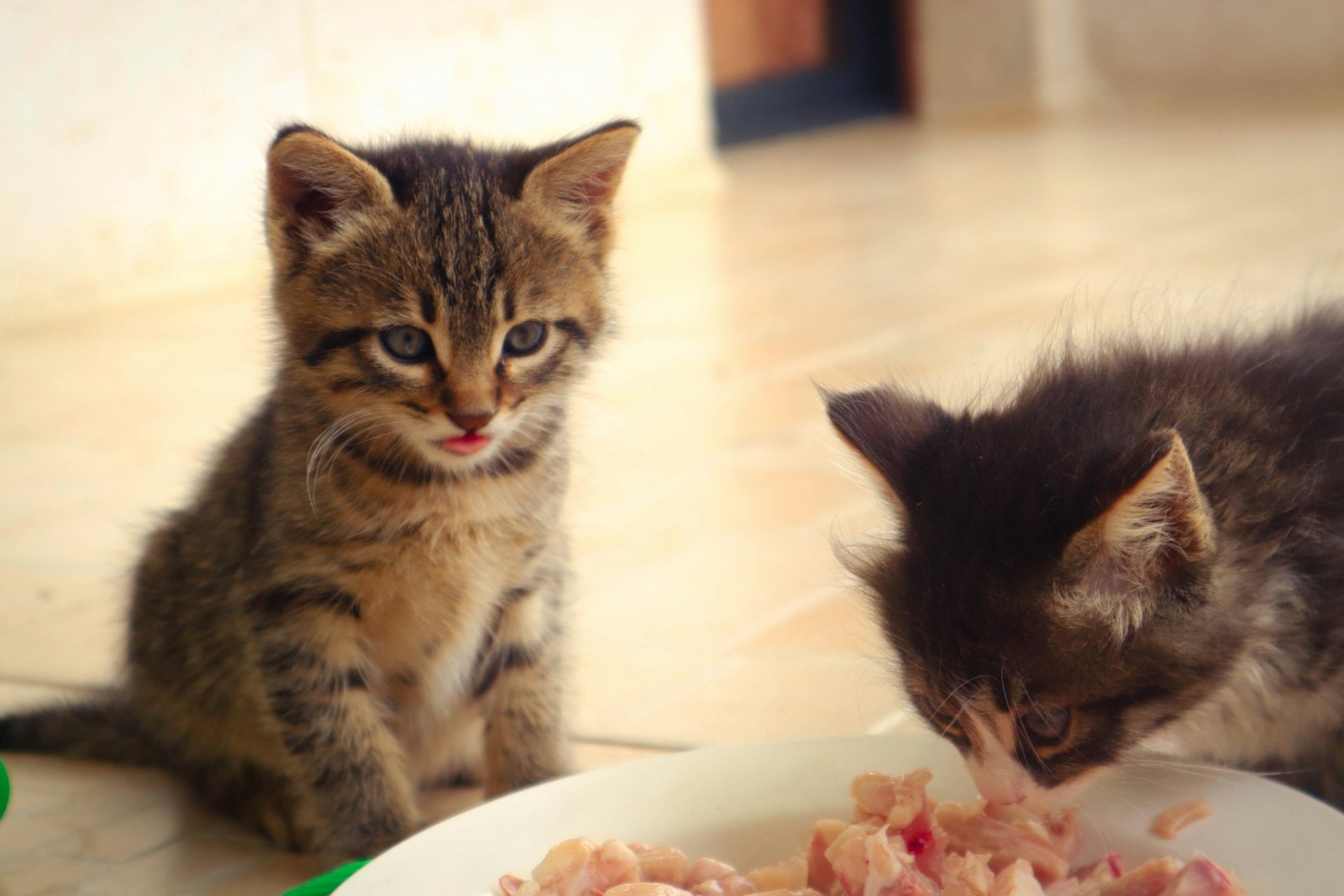 Healthy eating: can cats eat salad?