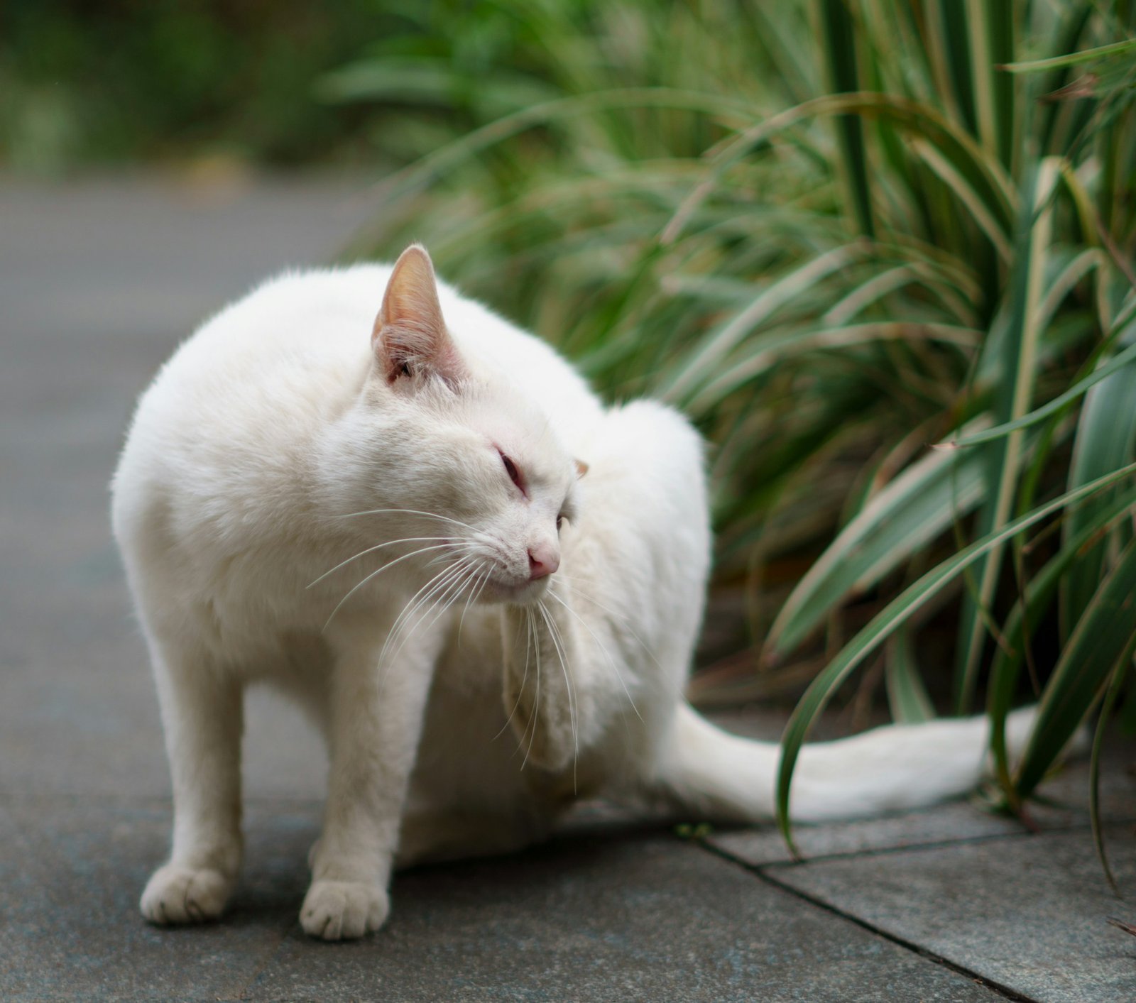 How to get rid of cat fleas: check out these tips - Image