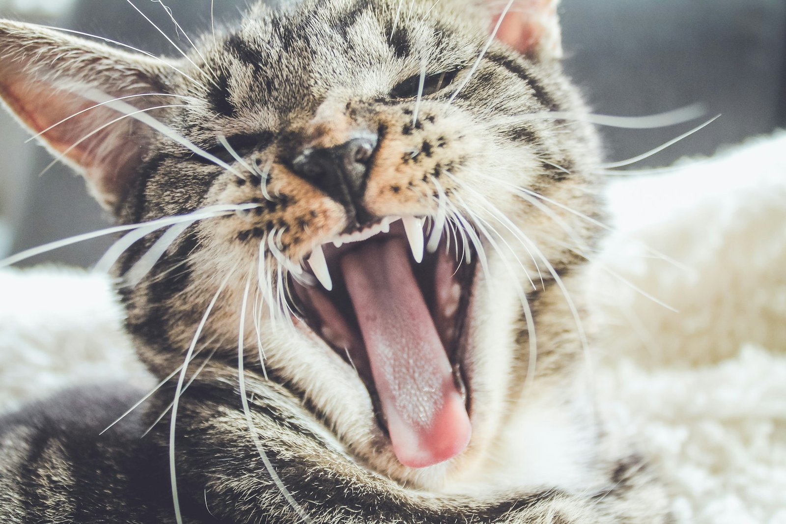 Cat with toothache: pay attention to the signs! - Image