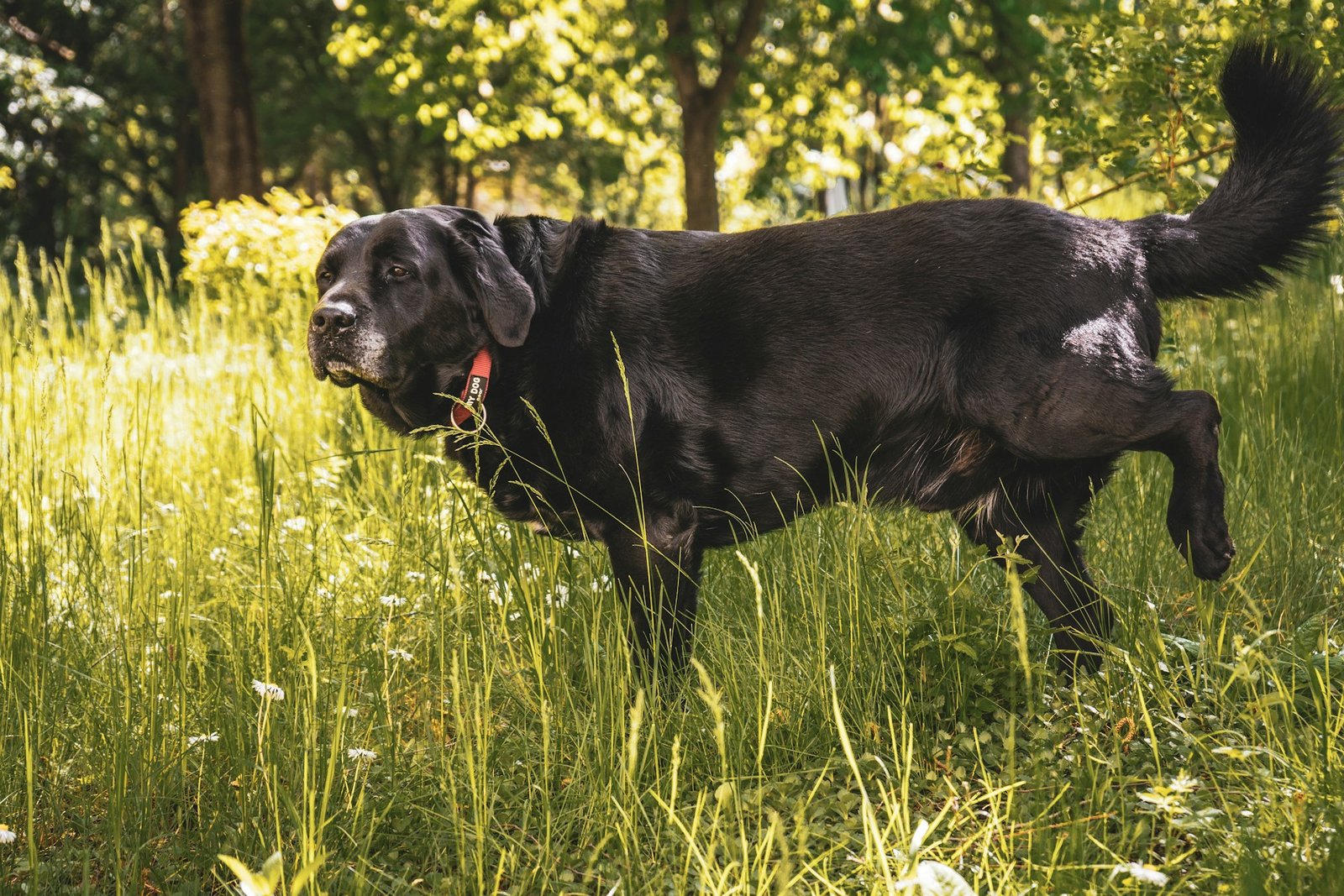 Dog with urinary incontinence: learn how to help your pet - Image