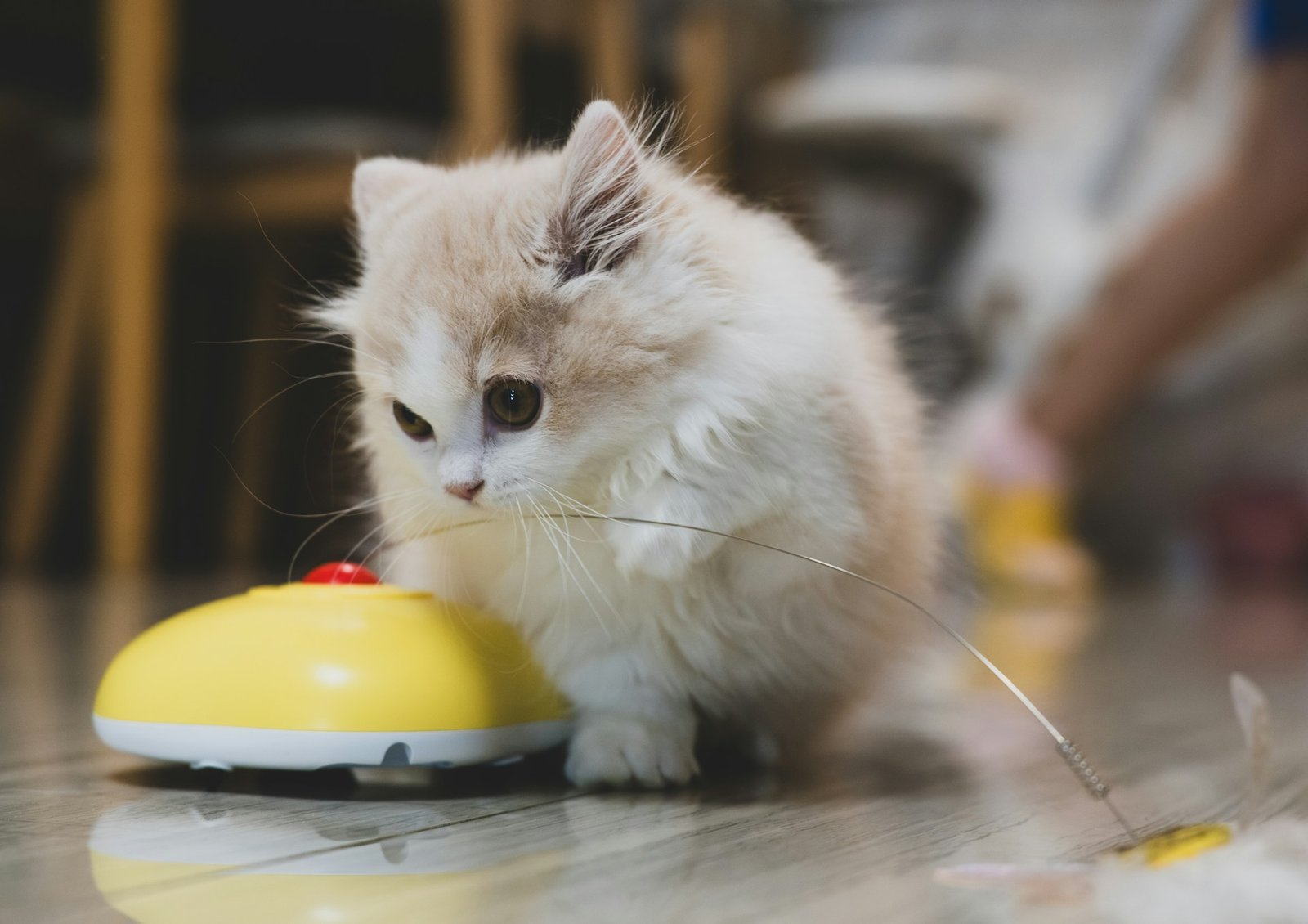 Top-Rated Cat Toys for Indoor Cats - Image